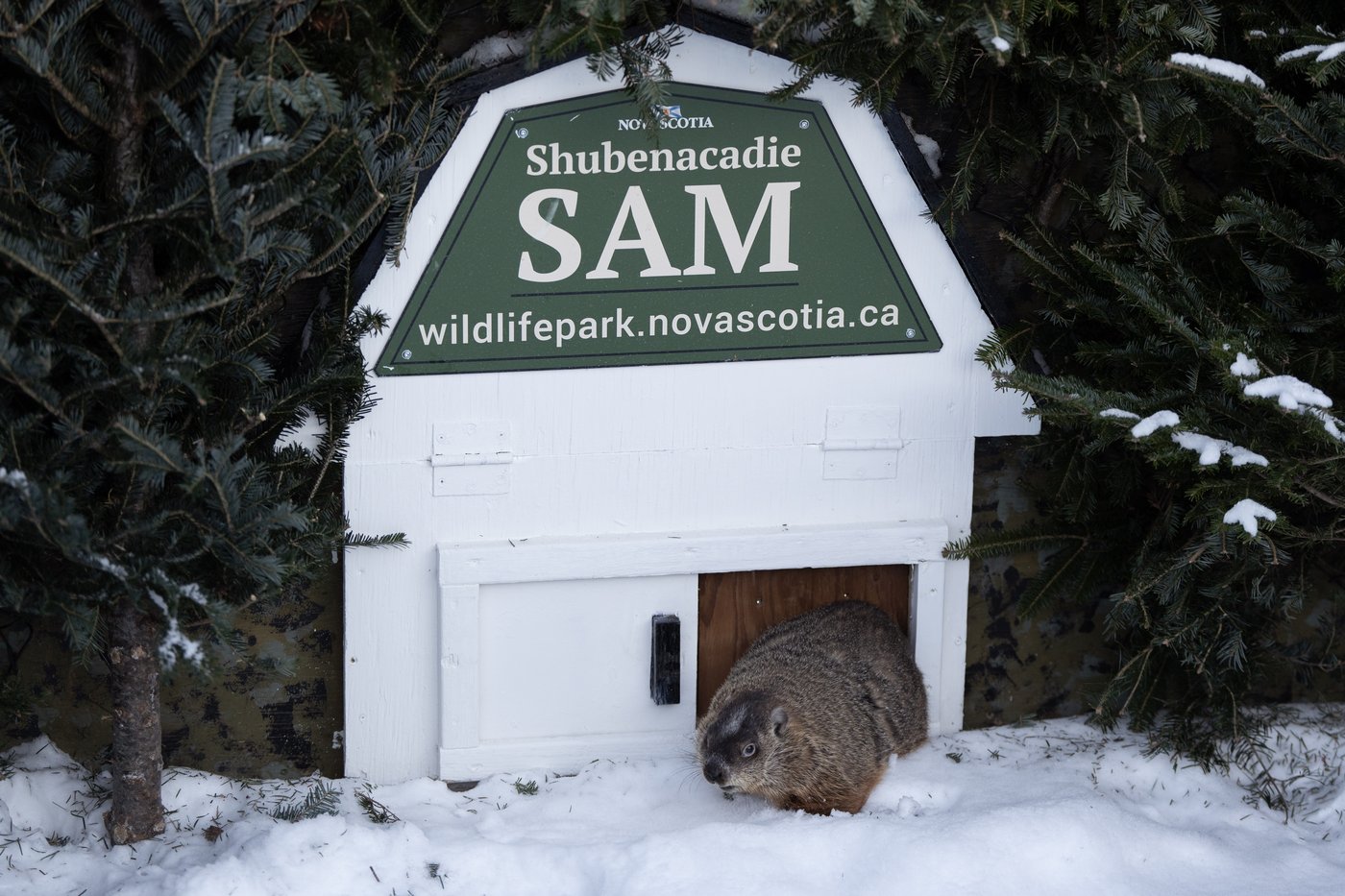 Groundhog Day 2025: Willie, Fred and Sam at odds over spring’s arrival | iNFOnews.ca