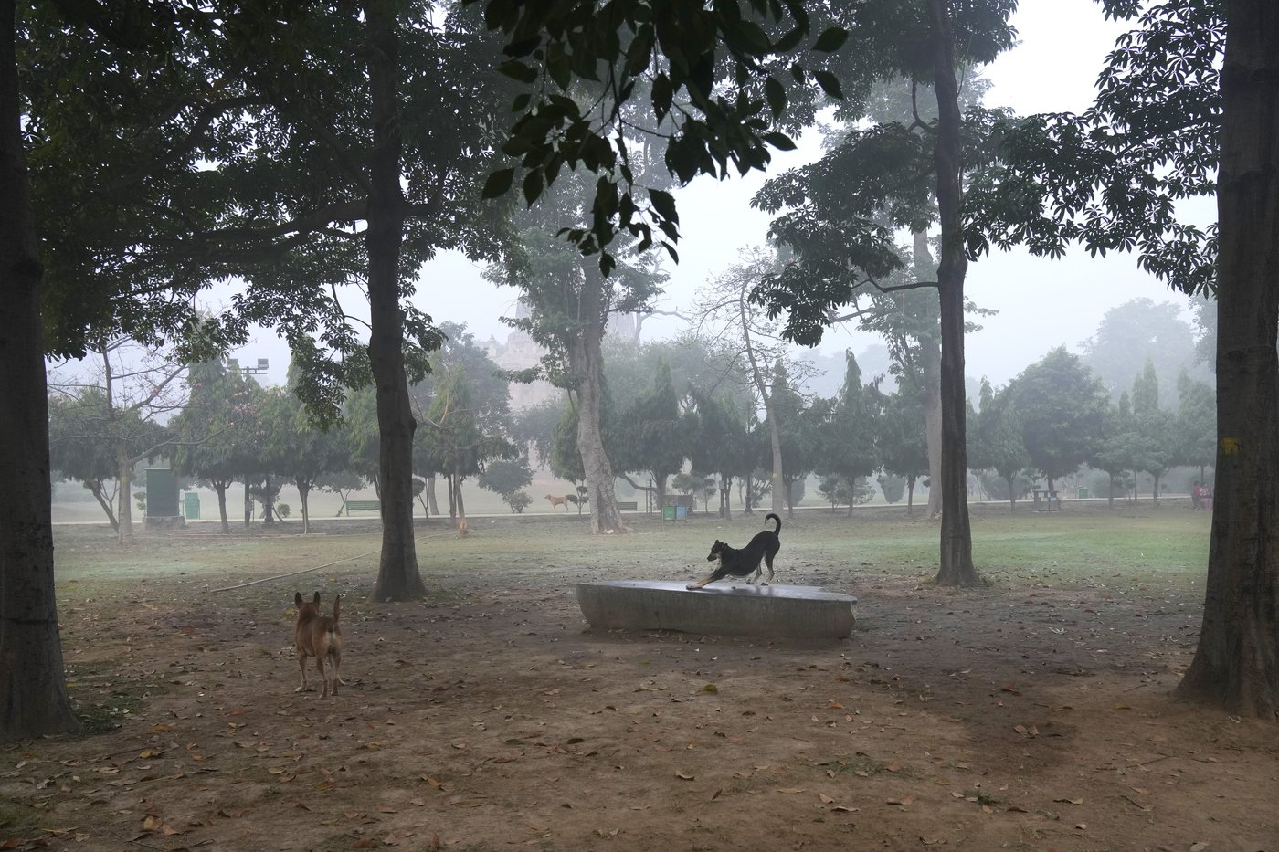 Park regulars in New Delhi's Lodhi Garden say toxic pollution levels won't force them out | iNFOnews.ca