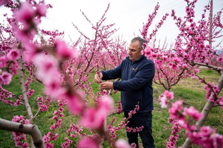 A pink veil across the fields: Thousands flock to Greece’s peach blossoms | iNFOnews.ca