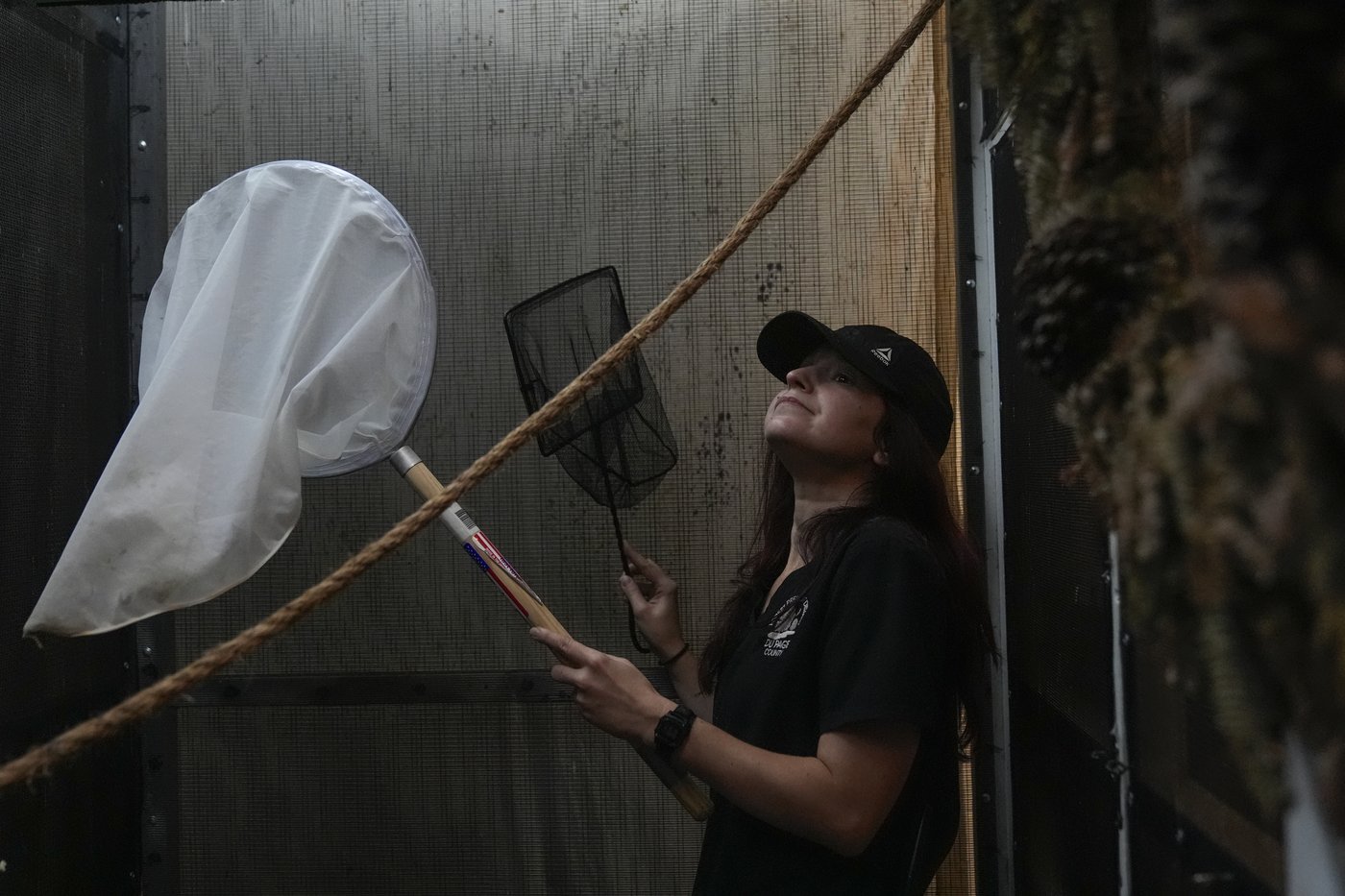 Avian enthusiasts try to counter the deadly risk of Chicago high-rises for migrating birds | iNFOnews.ca