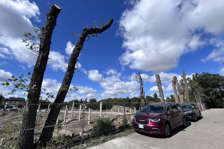 Advocates planting the seed of a tree protection law in Winnipeg's election | iNFOnews.ca