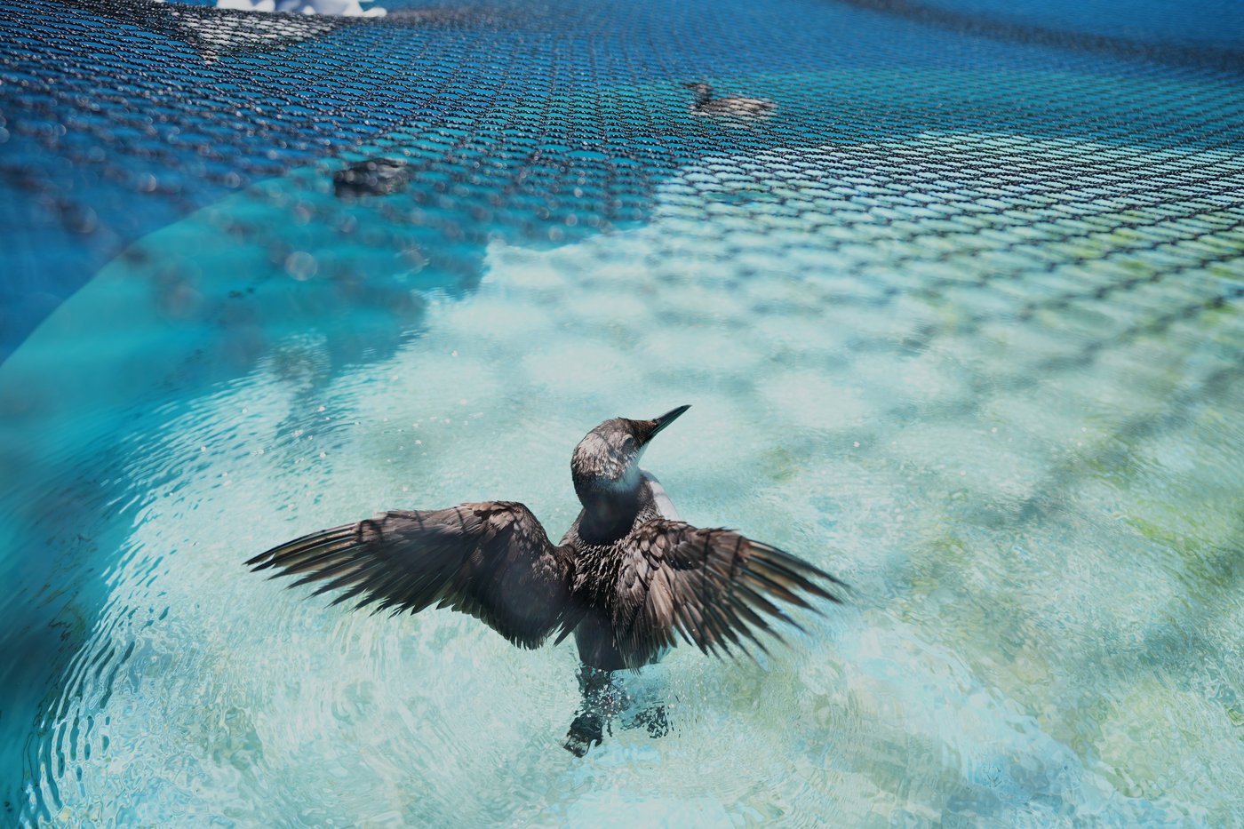A marine heat wave caused seabird deaths off California. El Nino could worsen the die-off | iNFOnews.ca
