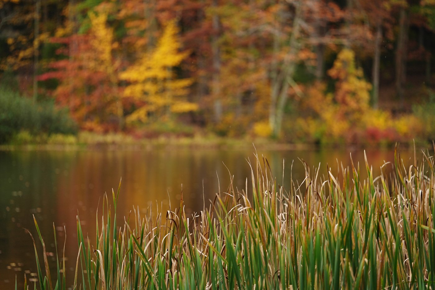 WATCH LIVE: New England's having an 'elite' year, but there's fall foliage elsewhere, too | iNFOnews.ca