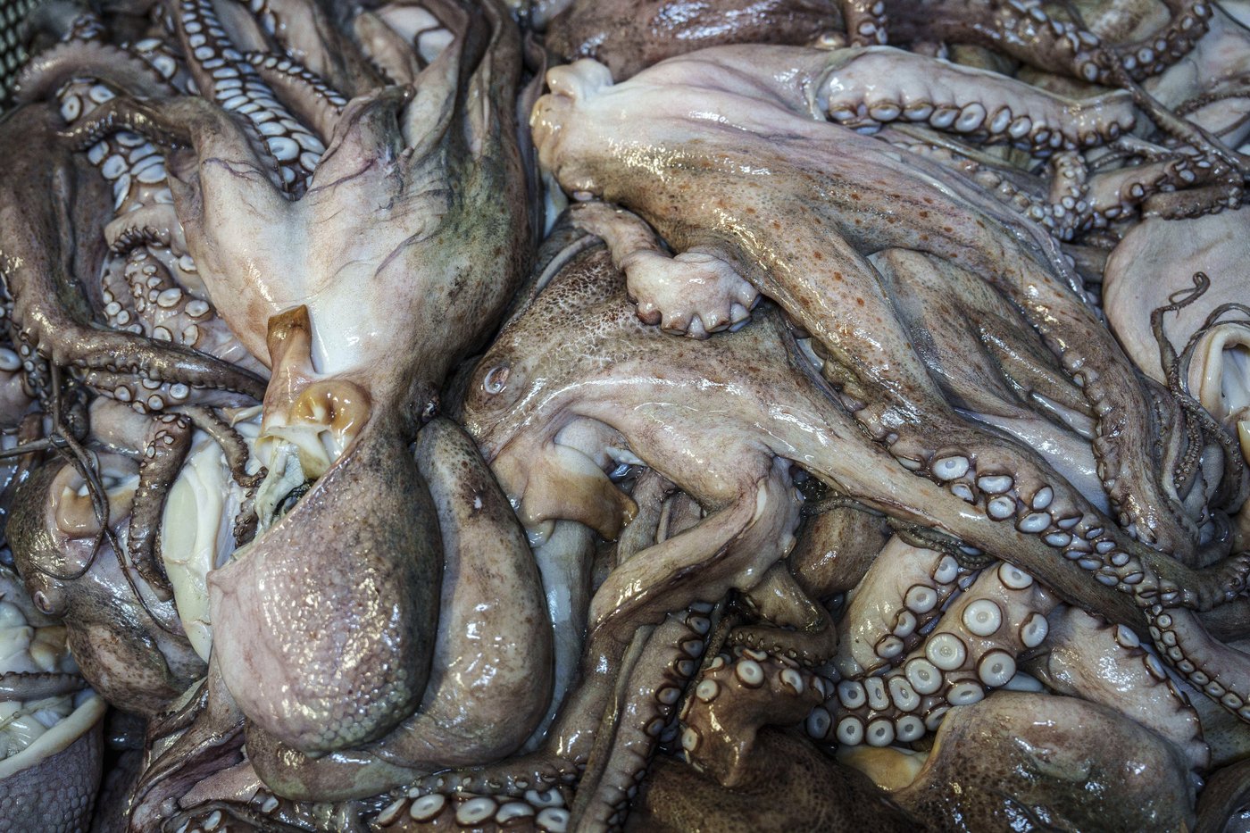 As octopuses dwindle in Spanish waters, suppliers look to imports and farming despite concerns | iNFOnews.ca