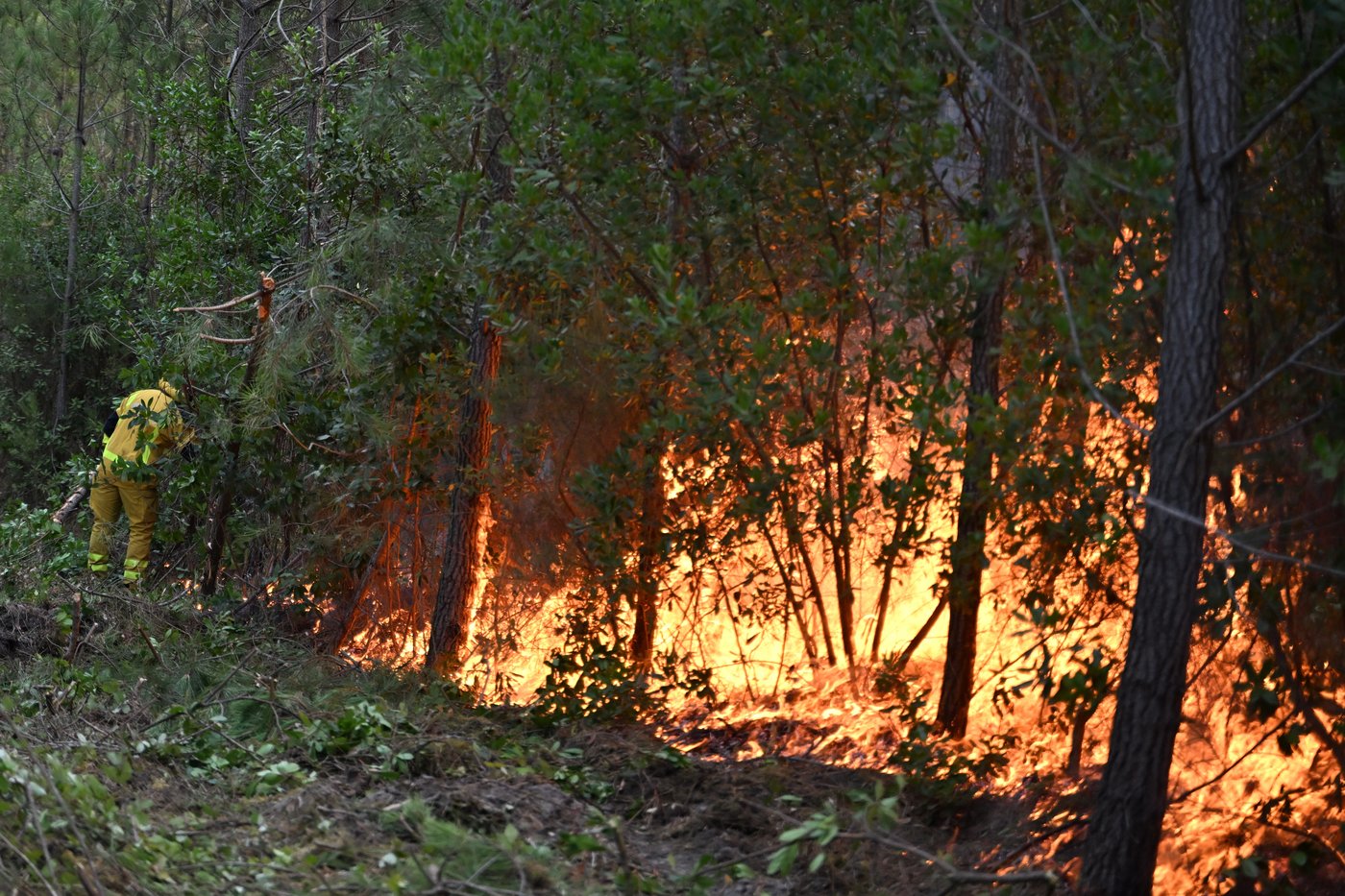 France's forest management may need to change to prevent more wildfires in Les Landes | iNFOnews.ca France's forest management may need to change to prevent more wildfires in Les Landes | iNFOnews.ca