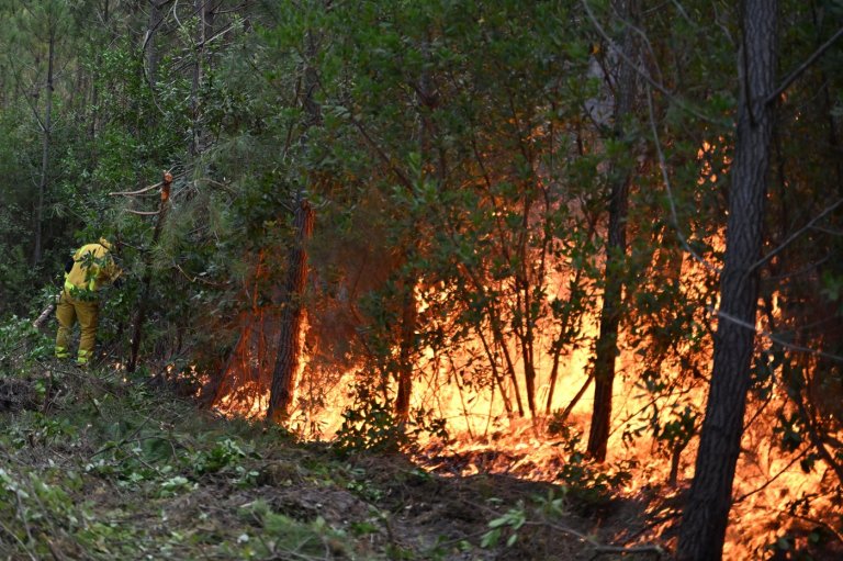 France's forest management may need to change to prevent more wildfires in Les Landes | iNFOnews.ca