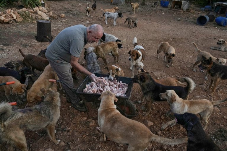 An animal rescuer cares for pets and livestock stranded by war in southern Lebanon | iNFOnews.ca