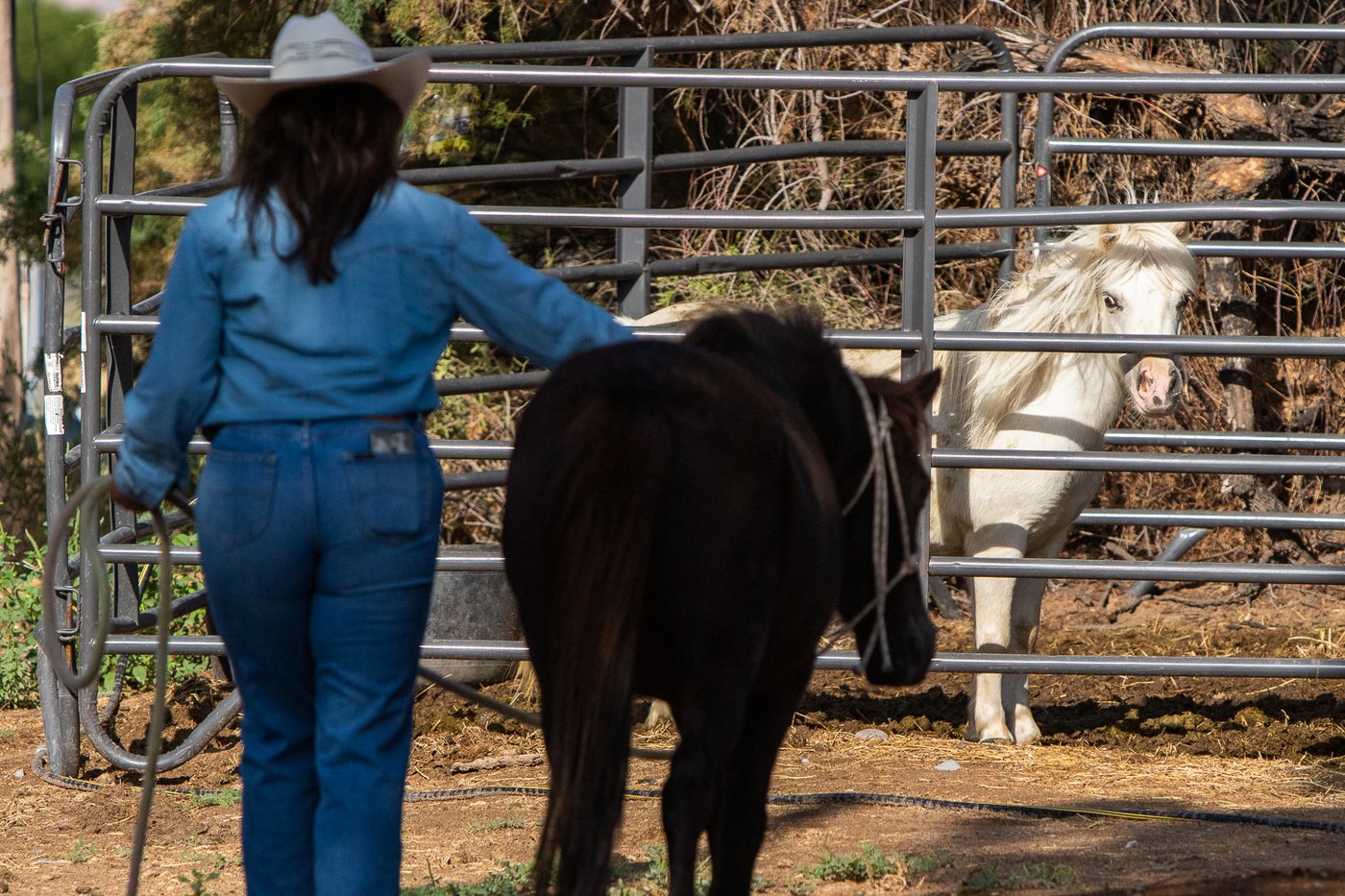 Retired and rescued: Old horses live out their final years at River Thunder Ranch | iNFOnews.ca Retired and rescued: Old horses live out their final years at River Thunder Ranch | iNFOnews.ca