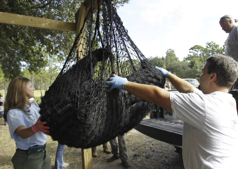 Conservationists sue to stop Florida's first black bear hunt in a decade | iNFOnews.ca