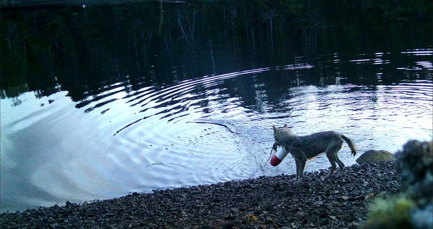 B.C. wolves use line to pull up crab traps in first possible tool use by species | iNFOnews.ca