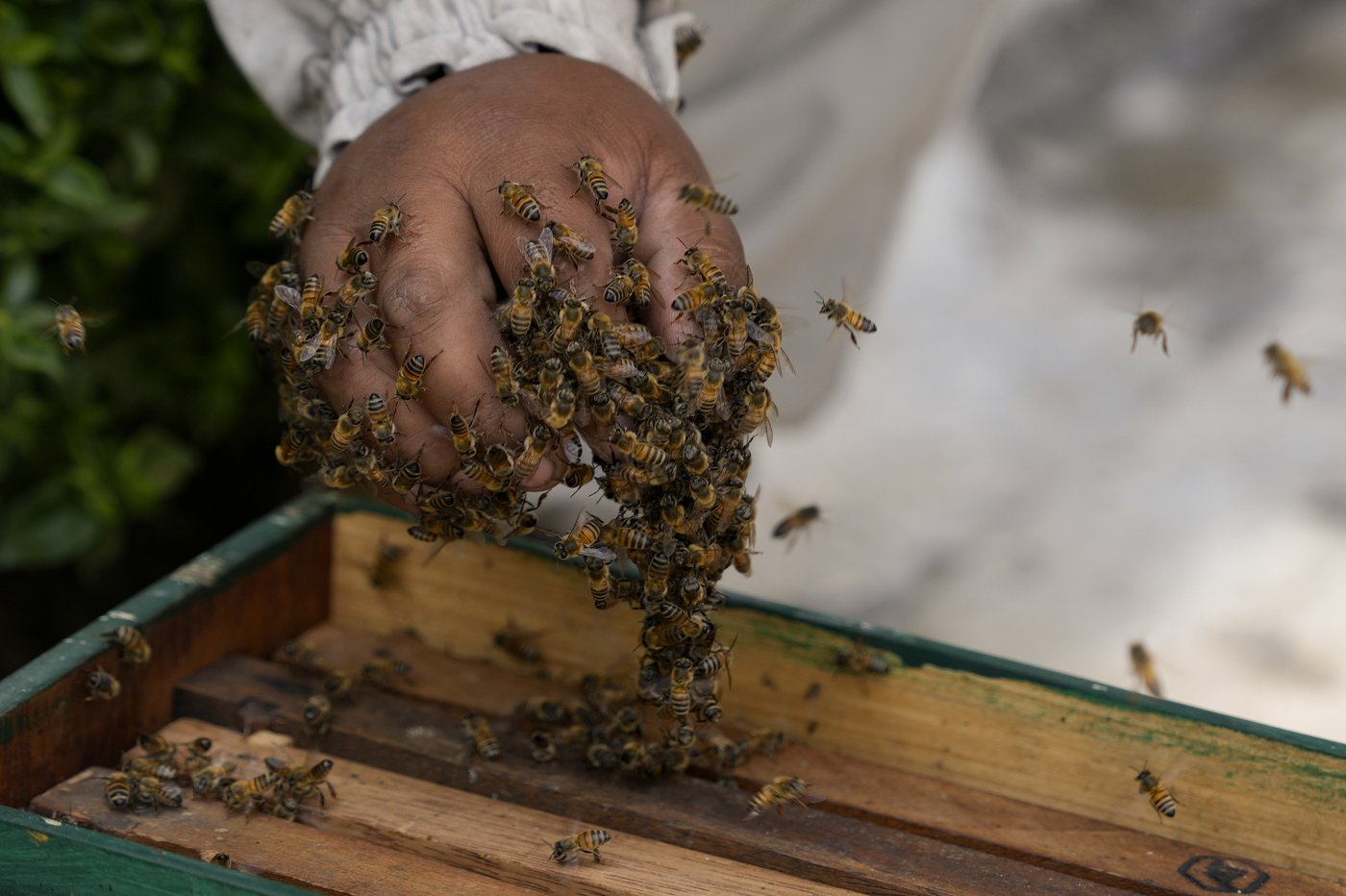 Bee 'rescuer' in Peruvian capital plies his trade with passion, free of charge | iNFOnews.ca