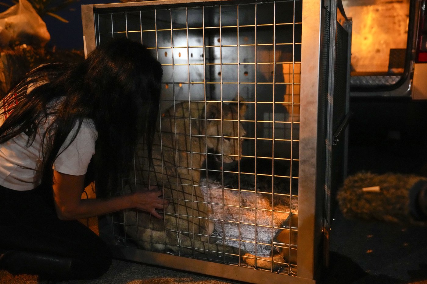 A lion cub evacuated from Lebanon to a South African sanctuary escapes airstrikes and abuse | iNFOnews.ca A lion cub evacuated from Lebanon to a South African sanctuary escapes airstrikes and abuse | iNFOnews.ca