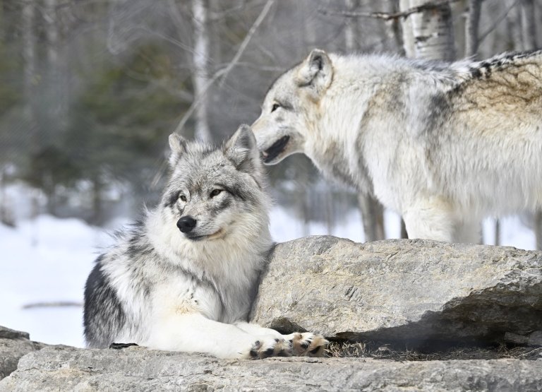Fact File: Viral videos do not show 'genius' wolf pack hierarchy | iNFOnews.ca