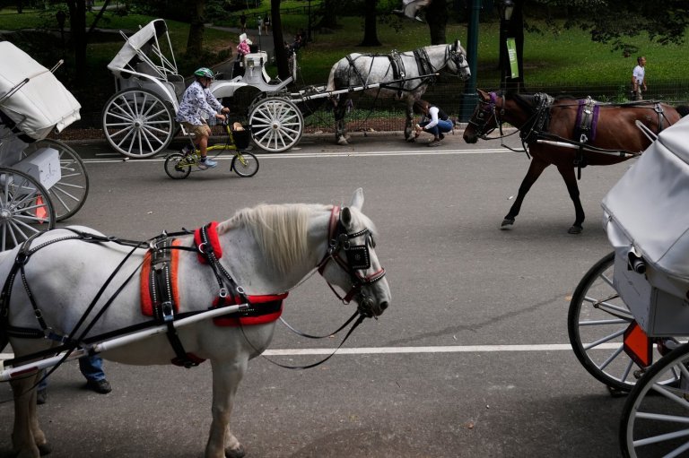 New York to ban Central Park's horse-drawn carriages after teen's death | iNFOnews.ca