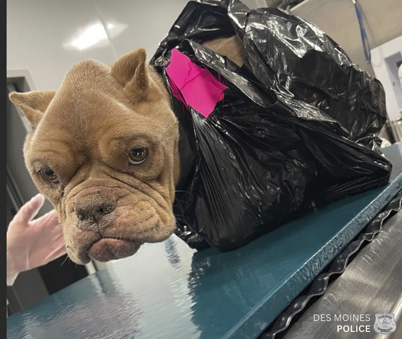 Police search for whoever discarded an emaciated bulldog inside a trash bag in Iowa | iNFOnews.ca