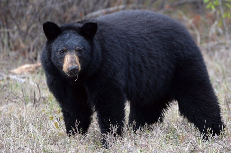 Bear attacks three-year-old girl playing on deck outside home in Maple Ridge, B.C. | iNFOnews.ca
