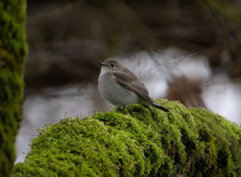 'Once in a generation moment:' Rare taiga flycatcher spotted in Vancouver | iNFOnews.ca