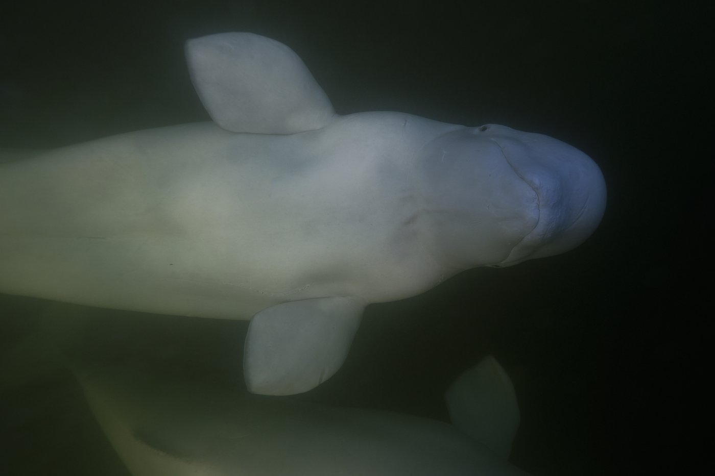 Offering a dose of healing, curious beluga whales frolic in a warming Hudson Bay | iNFOnews.ca Offering a dose of healing, curious beluga whales frolic in a warming Hudson Bay | iNFOnews.ca