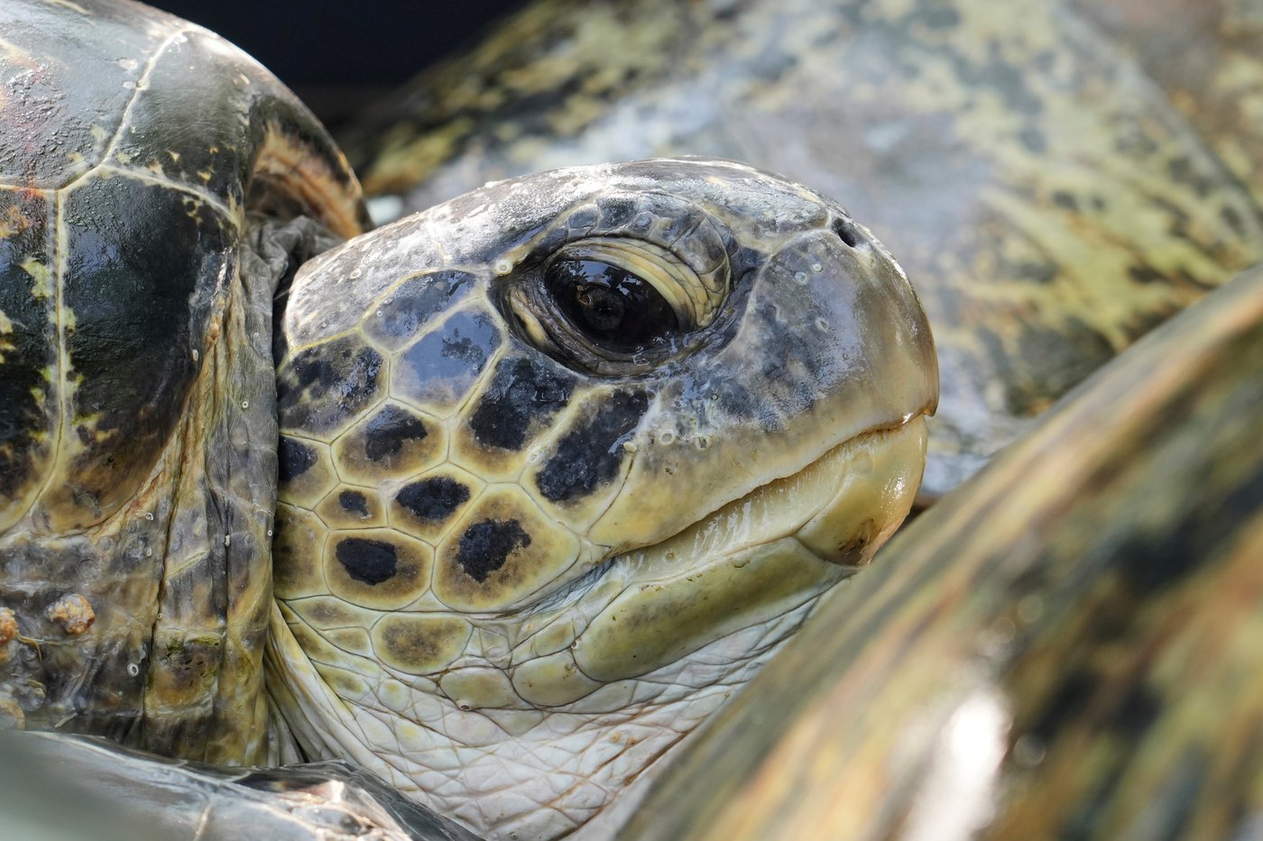 Indonesia returns 20 green sea turtles to the ocean after Bali smuggling raid | iNFOnews.ca
