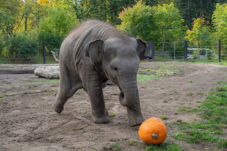 An elephant family smashed pumpkins at the Oregon Zoo. But this baby just wanted to play ball | iNFOnews.ca