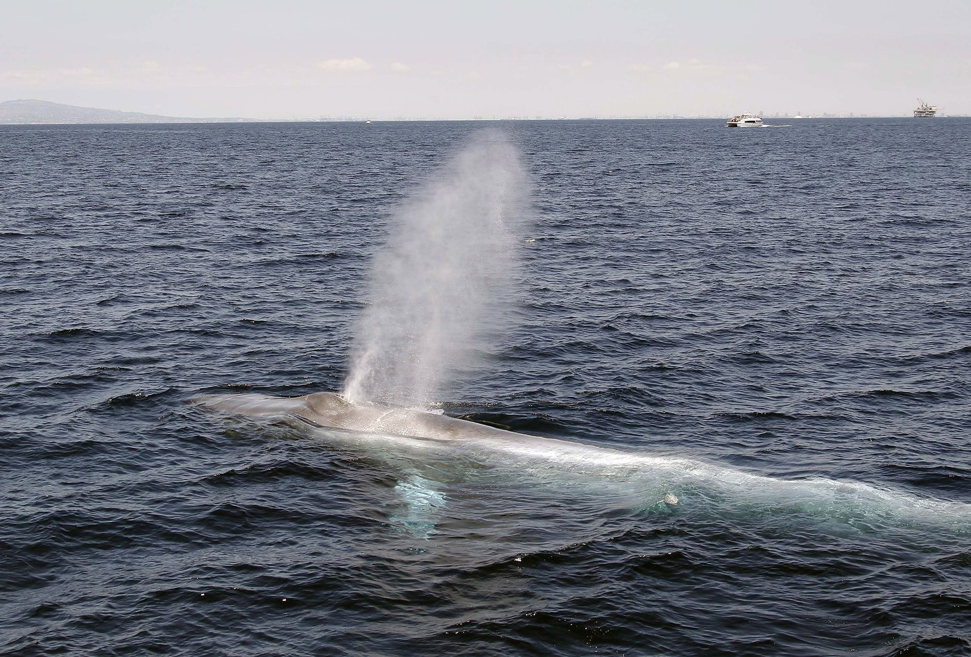 Some whales sing low enough to be 'acoustically invisible' to predators: research | iNFOnews.ca Some whales sing low enough to be 'acoustically invisible' to predators: research | iNFOnews.ca