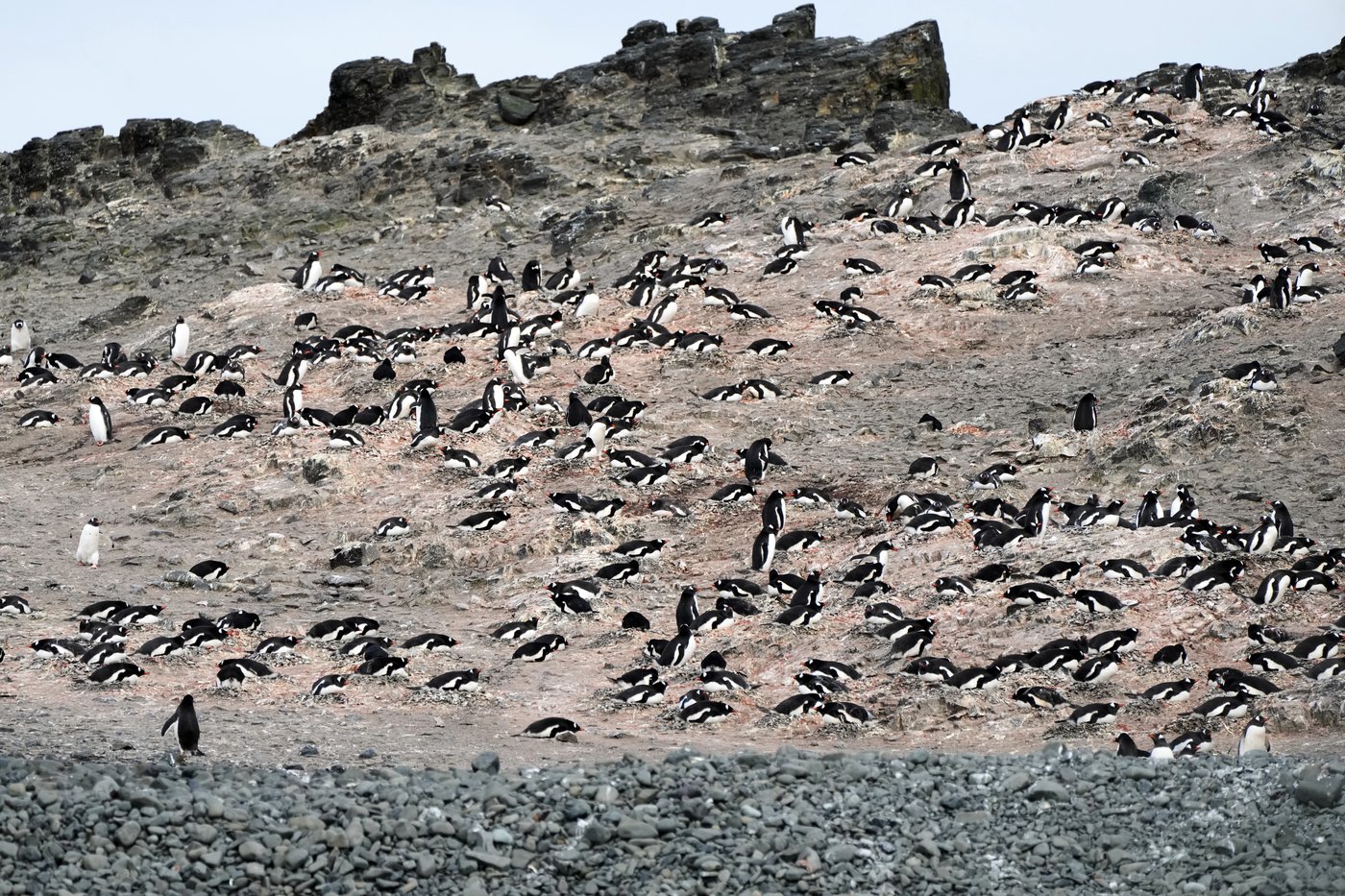 In Antarctica, photos show a remote area teeming with life amid growing risks from climate change | iNFOnews.ca