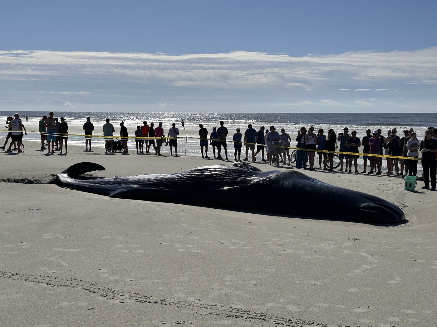 Beached whale is euthanized on South Carolina resort island | iNFOnews.ca