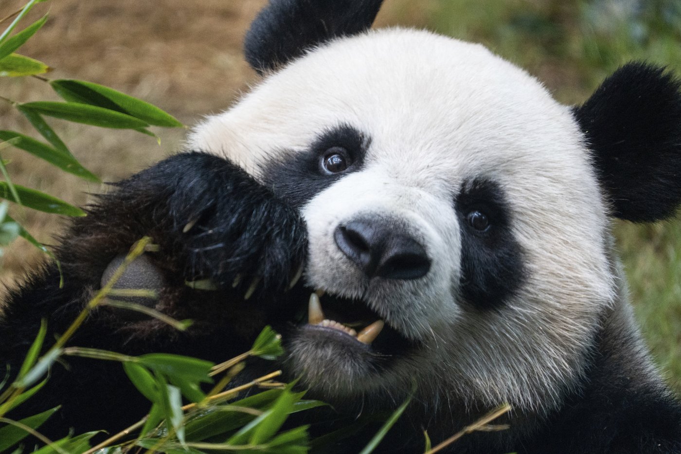 PHOTO COLLECTION: Hong Kong Panda | iNFOnews.ca PHOTO COLLECTION: Hong Kong Panda | iNFOnews.ca