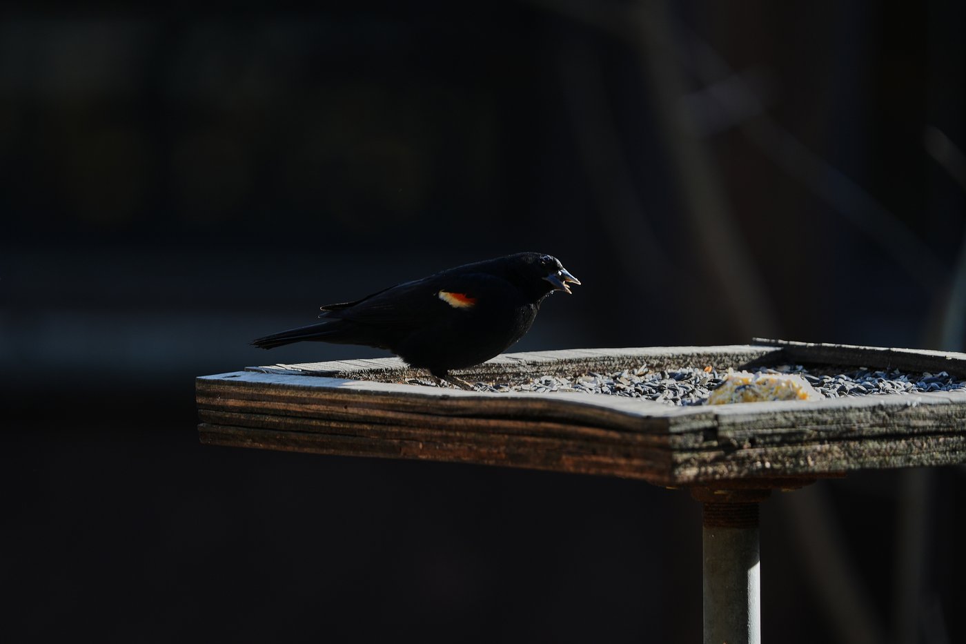 Shrinking North American bird population is getting worse faster. Experts blame agriculture, warming | iNFOnews.ca