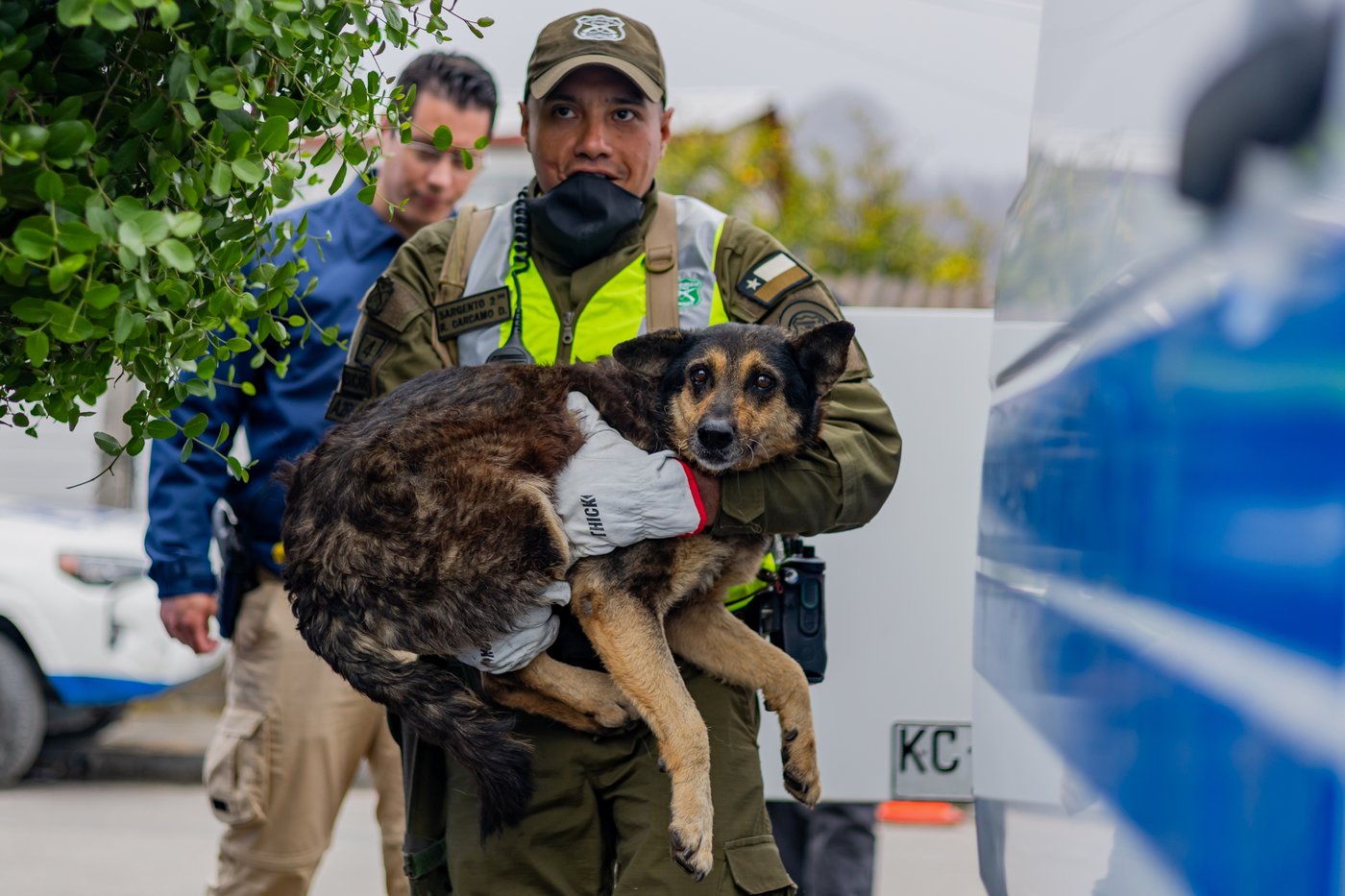 As fires in Chile burn, a mobile clinic fights to save furry survivors | iNFOnews.ca