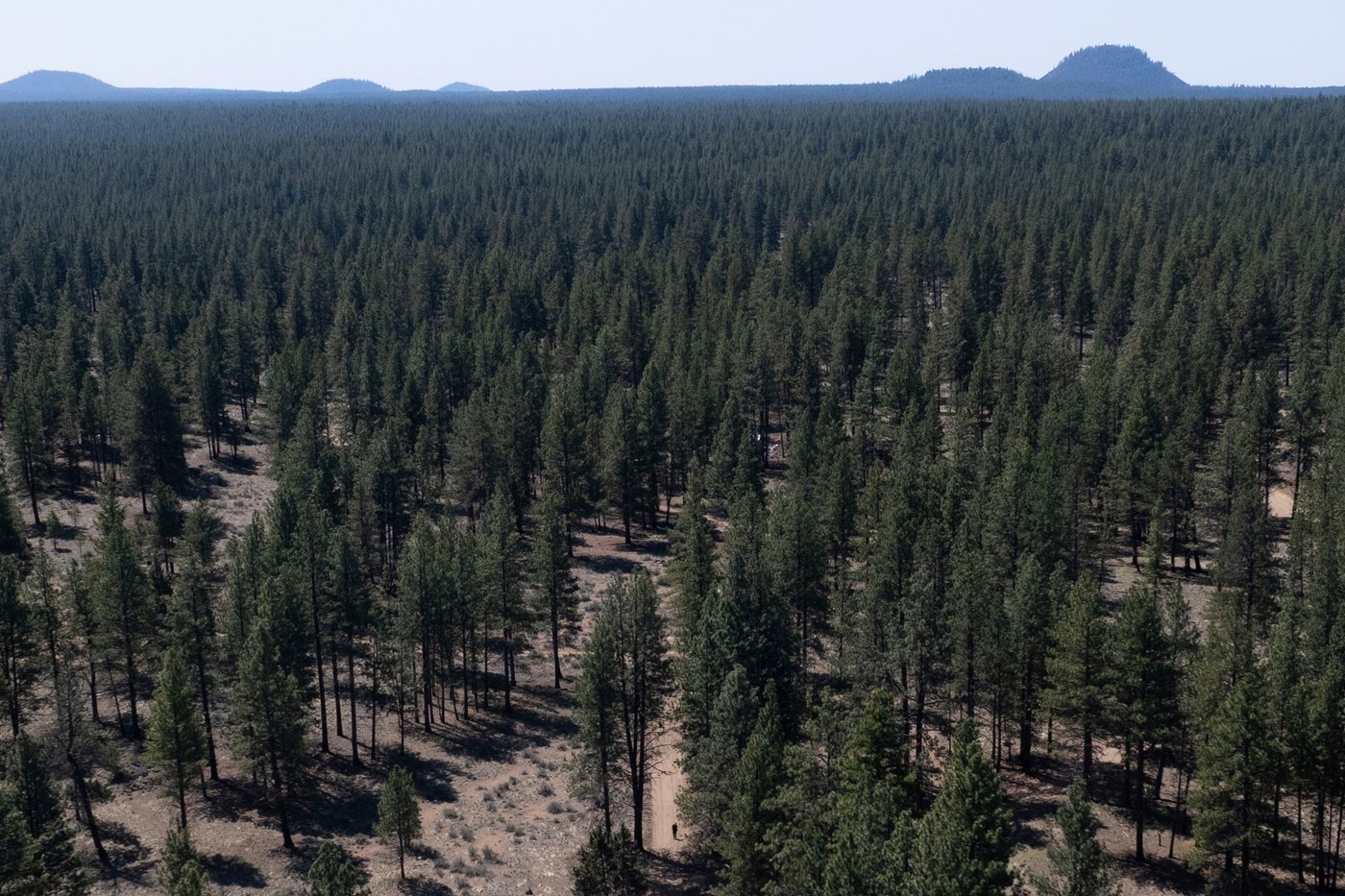 US Forest Service closing 23 research facilities as part of reorganization under Trump | iNFOnews.ca