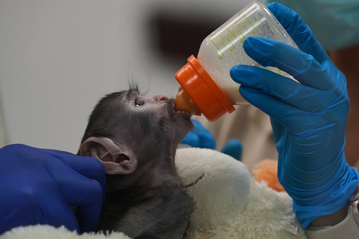 A monkey in Mexico, elections in Peru and other top photos from Latin America and the Caribbean | iNFOnews.ca