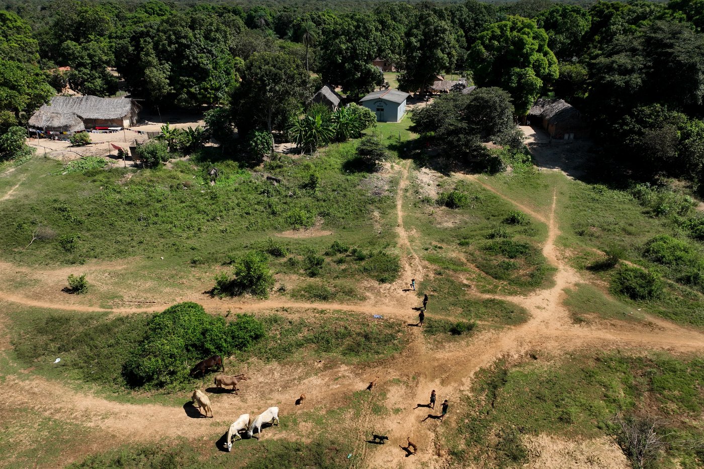A conflict over cattle in Brazil's Amazon highlights tensions for Indigenous peoples | iNFOnews.ca A conflict over cattle in Brazil's Amazon highlights tensions for Indigenous peoples | iNFOnews.ca