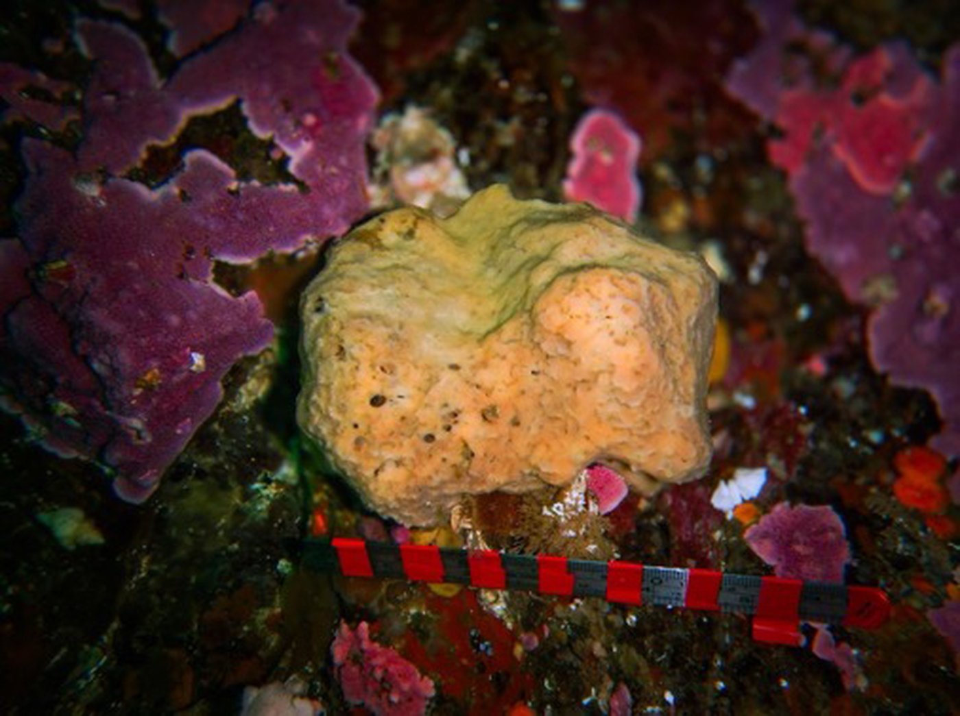 Study reveals annual activity of sneezing sea sponge off B.C. coast | iNFOnews.ca
