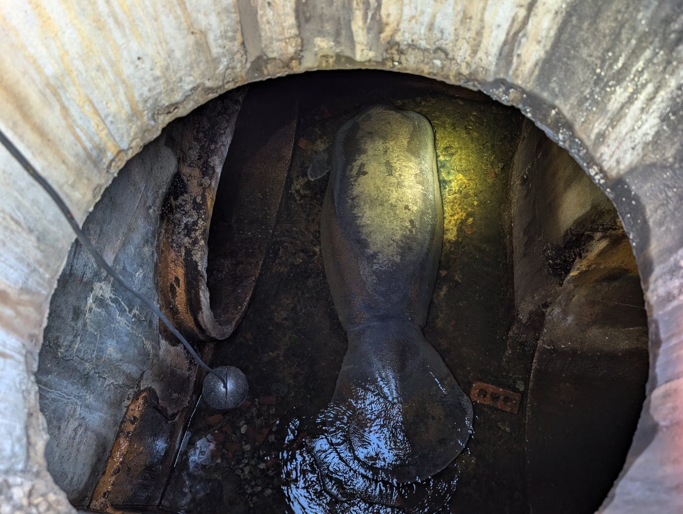 A 410-pound manatee rescued from a Florida storm drain is recovering at SeaWorld Orlando | iNFOnews.ca