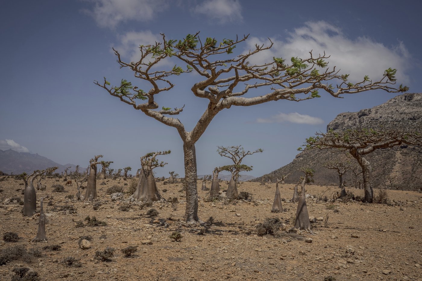 These surreal trees survived for centuries. Scientists worry for their future | iNFOnews.ca These surreal trees survived for centuries. Scientists worry for their future | iNFOnews.ca