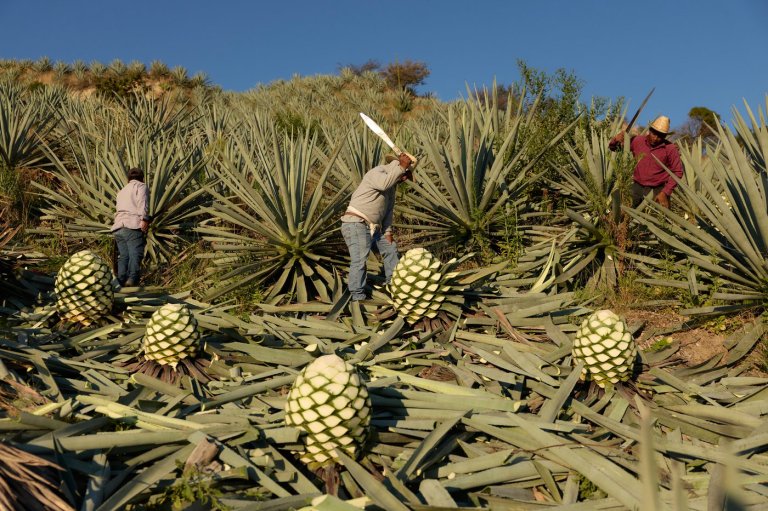 See how mezcal is made in Mexico | iNFOnews.ca