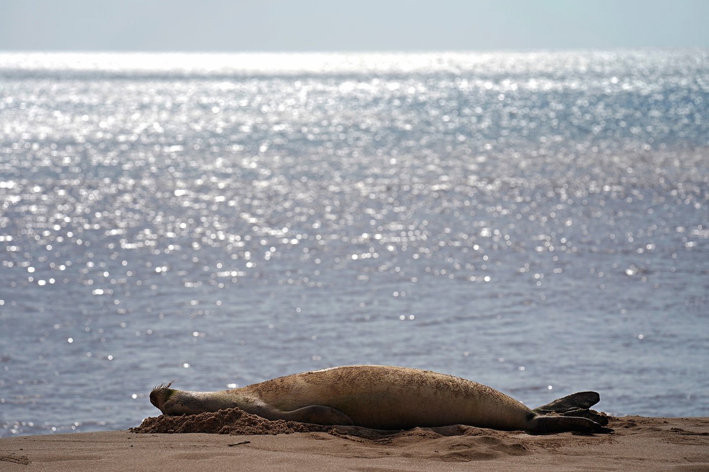 A Viral Hawaiian Monk Seal Changes The Conversation On Molokaʻi | iNFOnews.ca