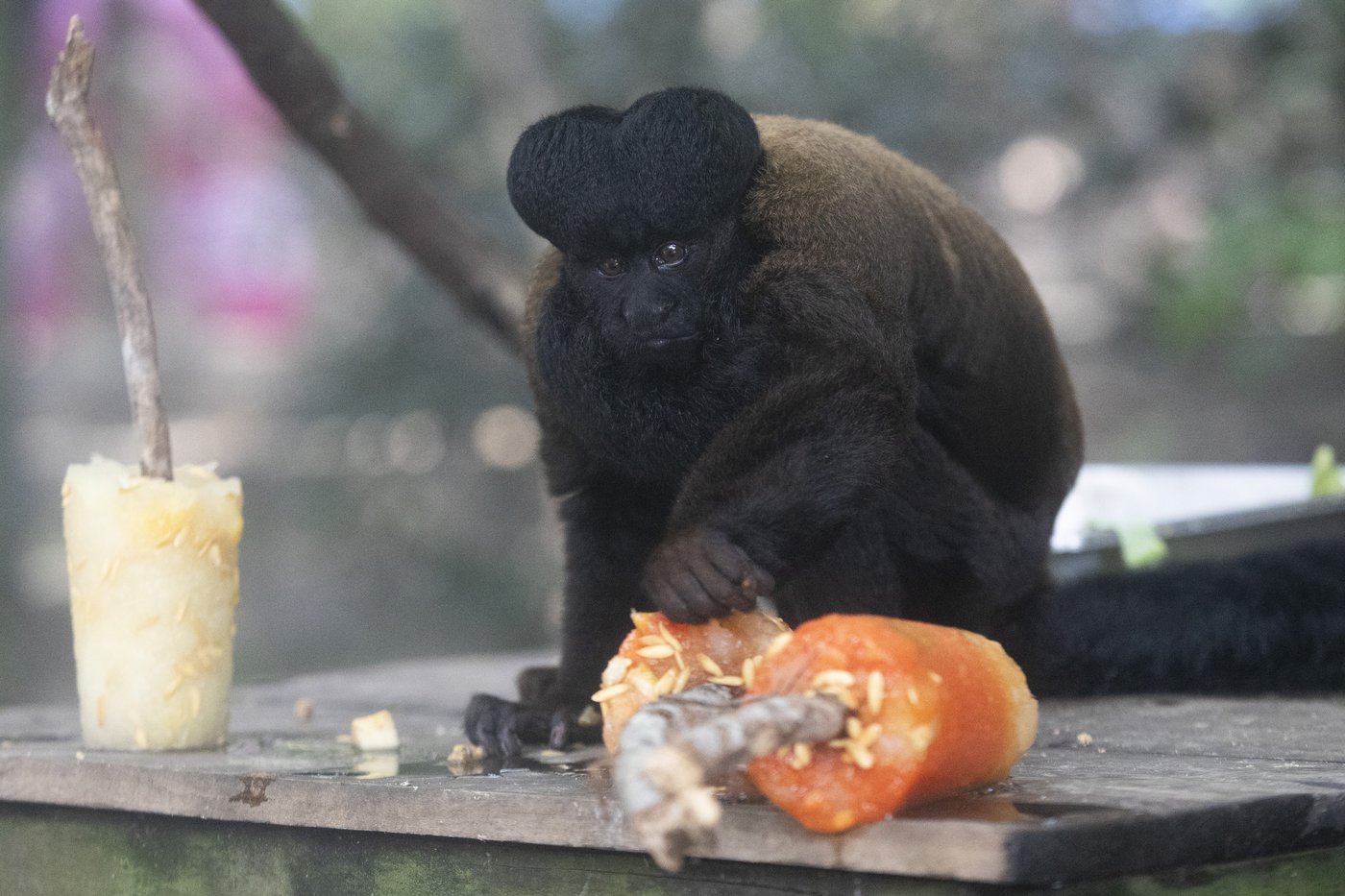 Rio's thirsty zoo animals get icy treats to cool down in Brazil’s stifling summer heat | iNFOnews.ca