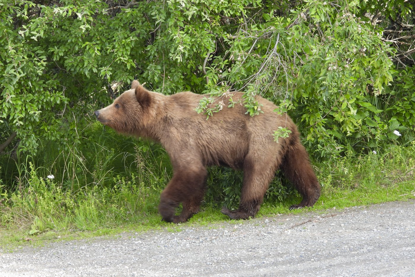 Online voting in Alaska's Fat Bear Week contest starts after an attack killed 1 contestant | iNFOnews.ca