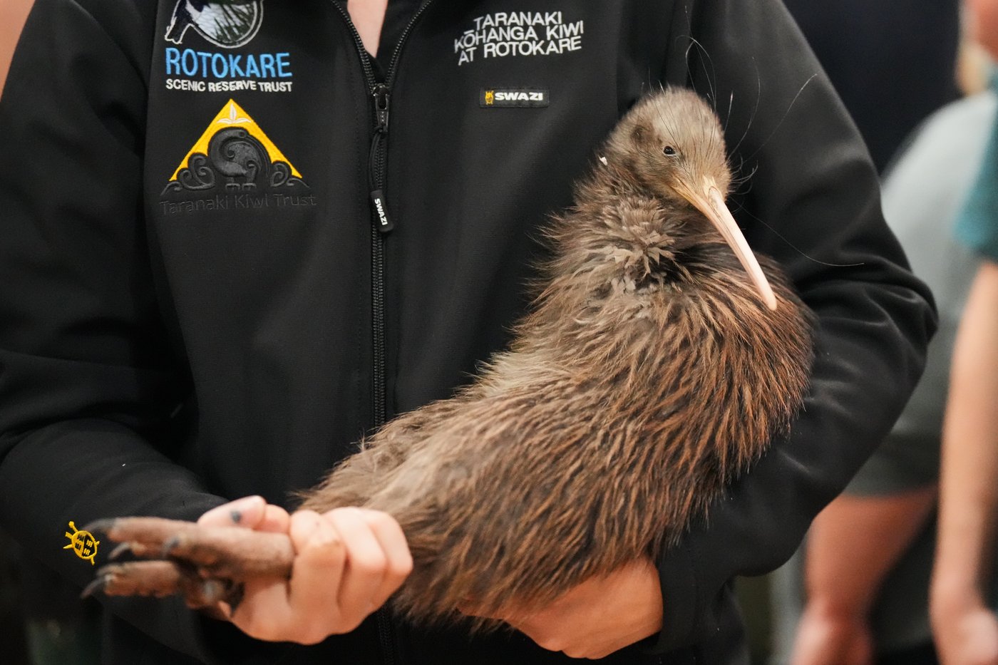 A citizen campaign returns iconic kiwi birds to New Zealand's capital after a century-long absence | iNFOnews.ca A citizen campaign returns iconic kiwi birds to New Zealand's capital after a century-long absence | iNFOnews.ca