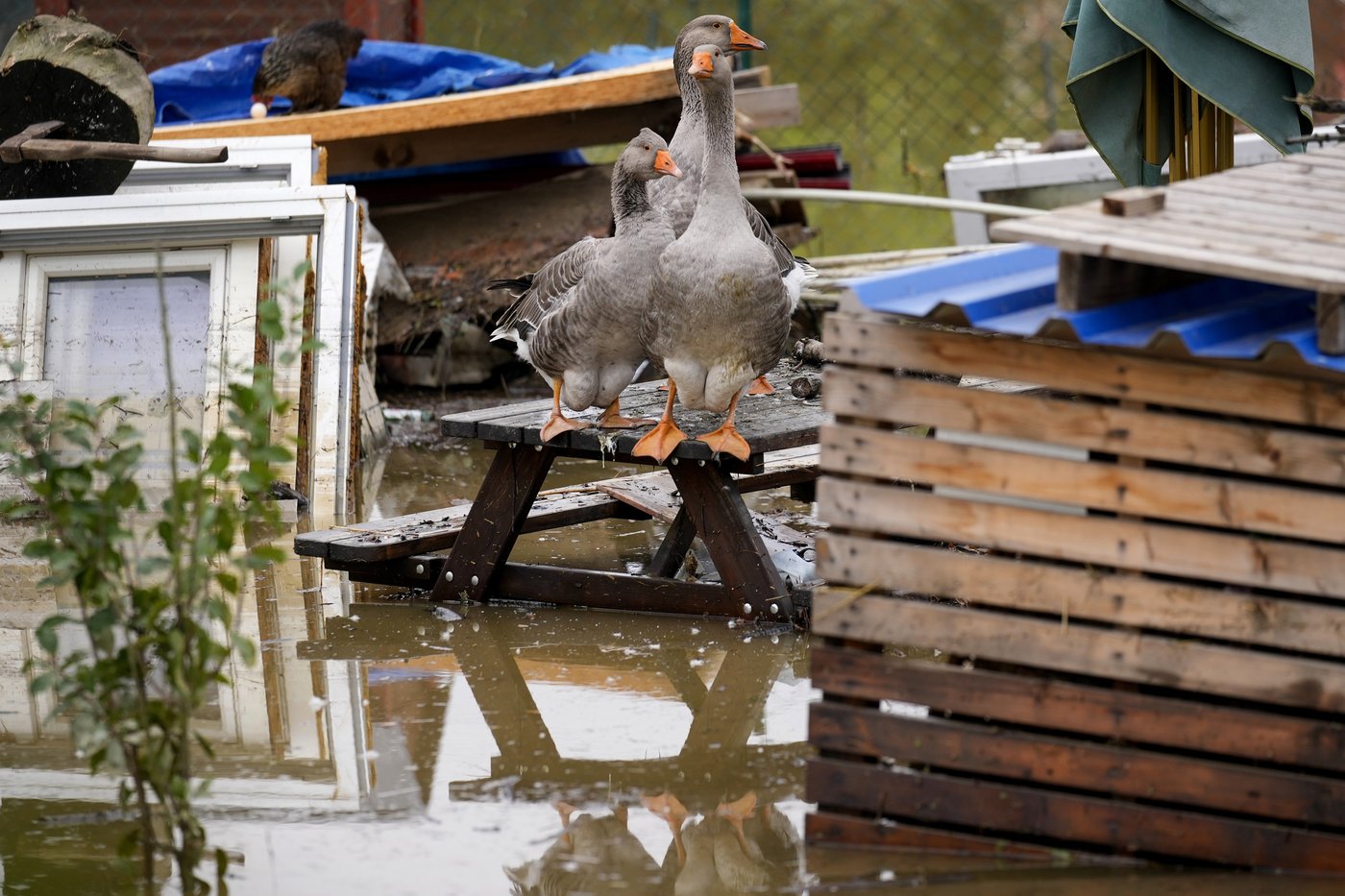 Czech vote in Senate and regional elections in the aftermath of massive flooding | iNFOnews.ca