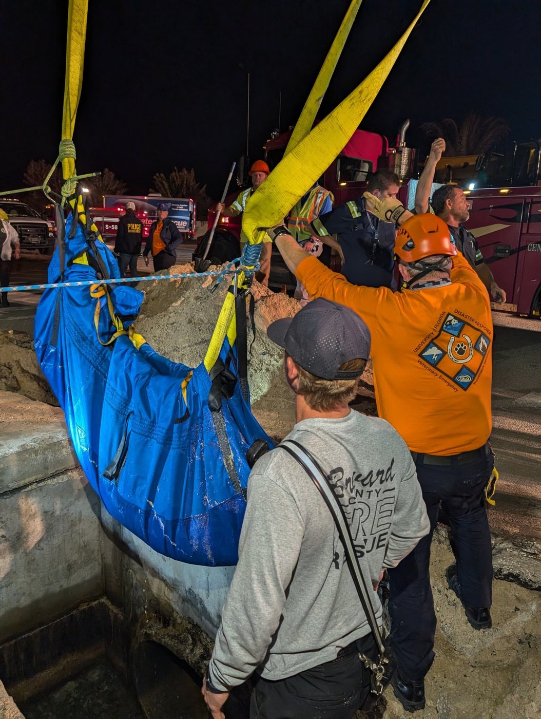A 410-pound manatee rescued from a Florida storm drain is recovering at SeaWorld Orlando | iNFOnews.ca