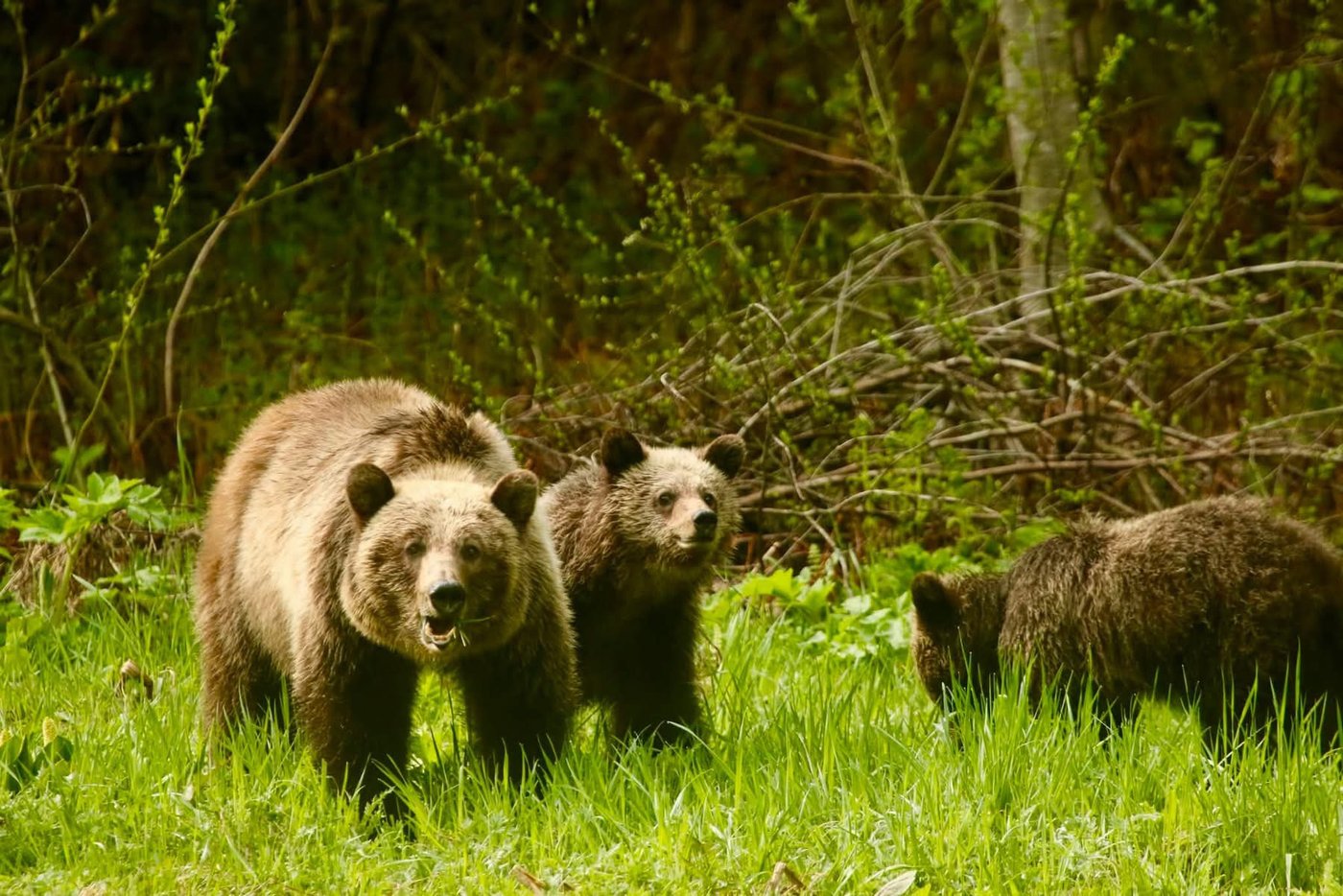 Third grizzly bear from same family is killed in B.C. after failed relocation | iNFOnews.ca Third grizzly bear from same family is killed in B.C. after failed relocation | iNFOnews.ca