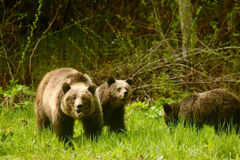 Third grizzly bear from same family is killed in B.C. after failed relocation | iNFOnews.ca