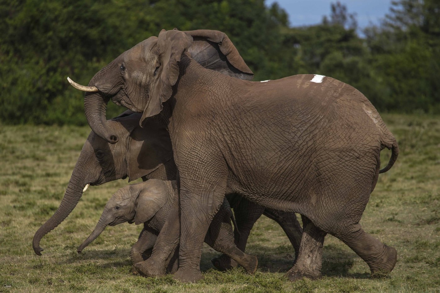 Kenya moves 50 elephants to a larger park, says it's a sign poaching is low | iNFOnews.ca Kenya moves 50 elephants to a larger park, says it's a sign poaching is low | iNFOnews.ca