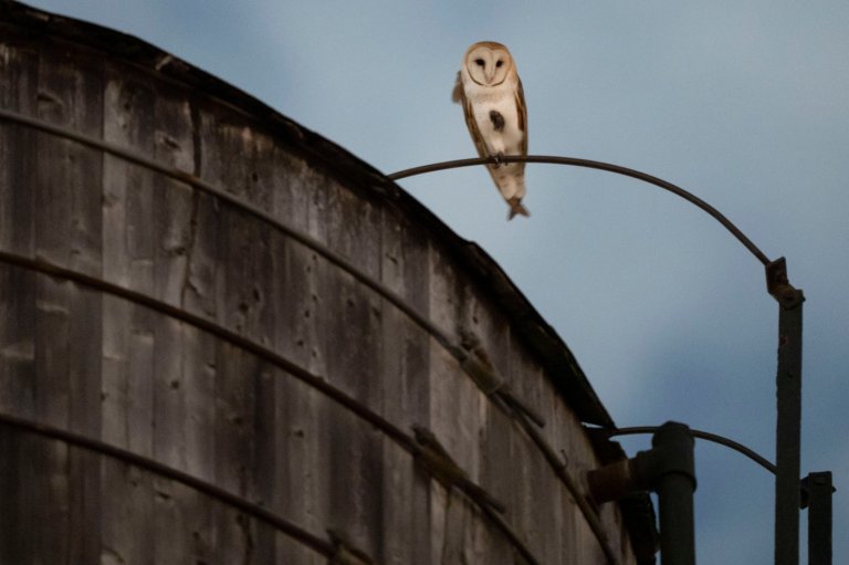 A rare family of barn owls moved into Manhattan's Upper West Side. New Yorkers are captivated | iNFOnews.ca