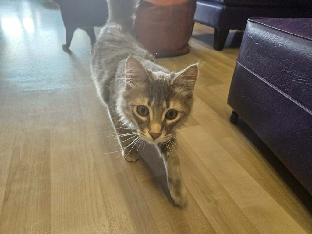 Forgotten felines get second chance at Kamloops' first cat cafe | iNwine