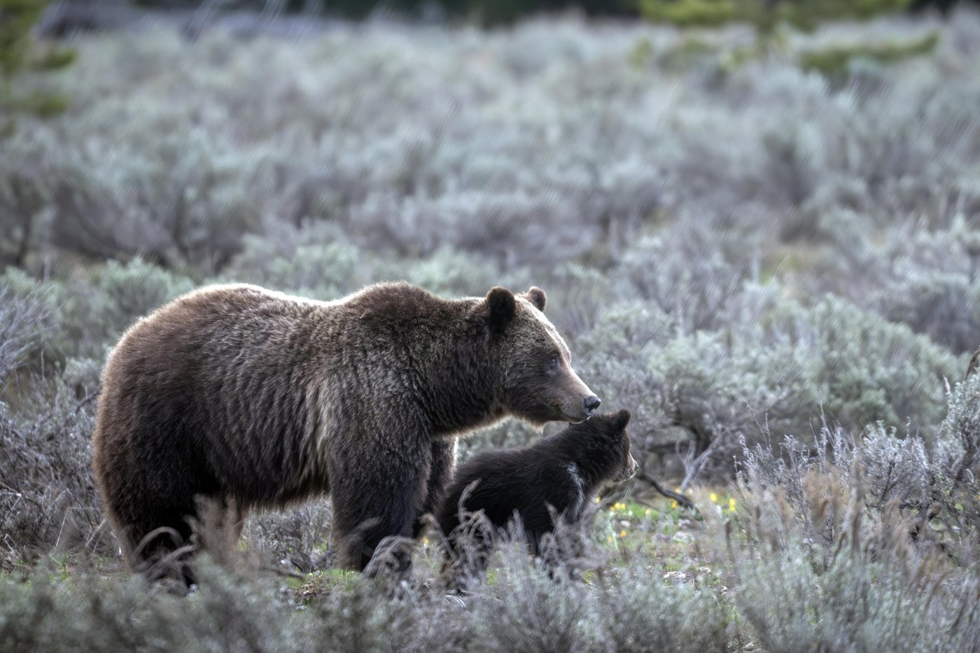 A cub of famous Wyoming grizzly No. 399 has been unseen since his mom's death but odds look good | iNFOnews.ca