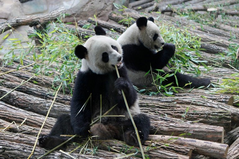 France says 'bon voyage' to 2 giant pandas as they head back to China | iNFOnews.ca